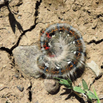 Lasiocampa eversmanni