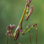 Empusa pennicornis