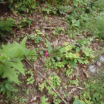 Cirsium hypoleucum