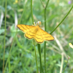 Idaea aureolaria