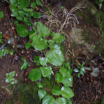 Arabis nordmanniana