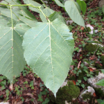 Tilia begoniifolia