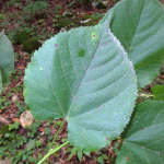 Tilia begoniifolia