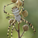 Argiope lobata