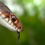 Dolichophis schmidti