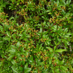 Pyracantha coccinea