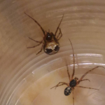 Steatoda triangulosa