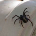 Steatoda paykulliana