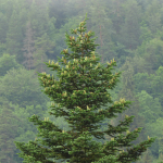 Abies nordmanniana