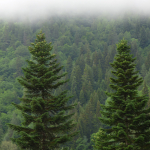 Abies nordmanniana