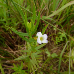 Gratiola officinalis