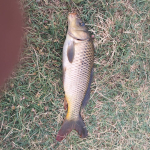 Cyprinus carpio