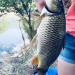 Cyprinus carpio