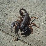 Euscorpius italicus