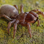 Atypus muralis