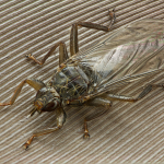 Pseudolynchia canariensis