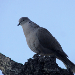 Streptopelia decaocto