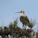 Numenius phaeopus