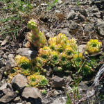 Sempervivum transcaucasicum