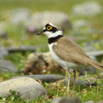 Charadrius dubius