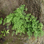 Adiantum capillus-veneris