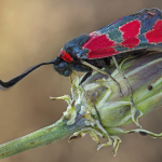 Zygaena haberhaueri