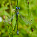 Lestes dryas