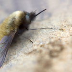 Bombylius trichurus