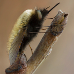 Bombylius trichurus