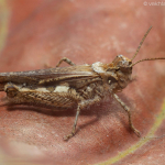 Acrotylus insubricus