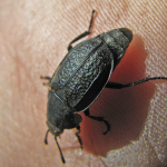 Aclypea opaca