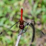 Sympetrum sanguineum