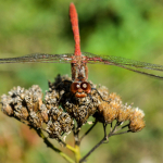 Sympetrum meridionale