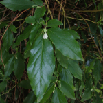 Vaccinium arctostaphylos