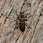 Hylotrupes bajulus