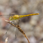 Sympetrum meridionale