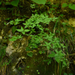 Galium valantioides