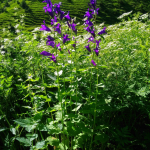 Campanulaceae