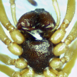 Pachygnatha degeeri