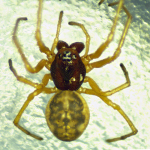 Pachygnatha degeeri