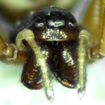 Pachygnatha degeeri