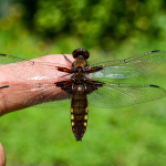 Libellula depressa