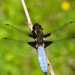 Libellula depressa