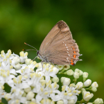 Satyrium ilicis