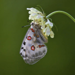 Parnassius apollo