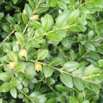 Buxus colchica