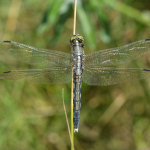 Orthetrum albistylum