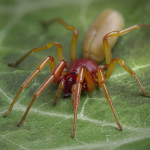 Dysdera crocata