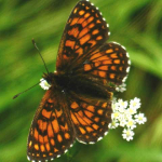 Melitaea athalia