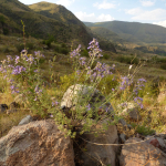 Teucrium orientale